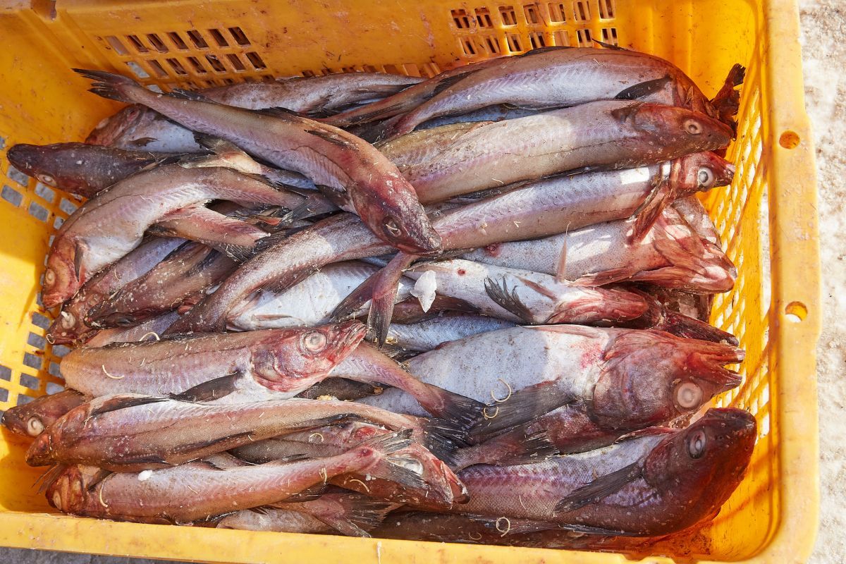 Можно купить свежую рыбу. Сахалин рыба продукция. Свежая рыбы Сахалинская область. Как купить рыбу.